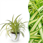Green boutiQ - Zimmerpflanze - Chlorophytum comosum Variegatum - Bunte Grünlilie - Haustierfreundliche Pflanze - Grün - 1 Pflanze - mit Topf Weiß - Topf 12 cm - Höhe 20 cm