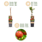 Green boutiQ - Obstpflanze - Punica granatum - Granatapfel - Winterhart - Rot-Orange Frucht - 2 Pflanzen - Topf 15cm - Höhe 50cm