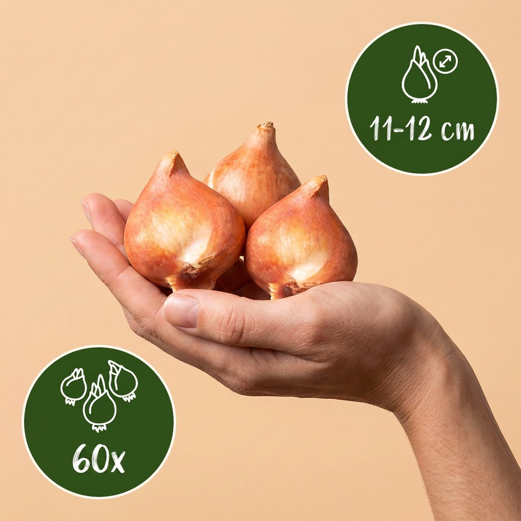60x Tulipa Sunbath - Tulp Sunbath - Geel en Wit - Voorjaarsbloeier - Bolmaat 11/12