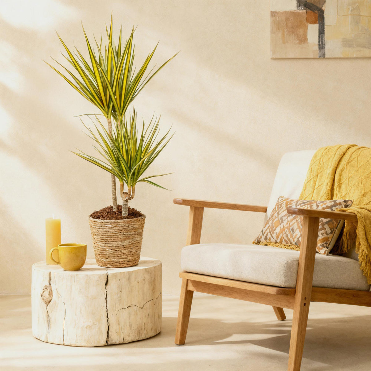Green BoutiQ - Green is... Plantes d'intérieur - Dracaena Sunray - Dragonnier - Peu d'entretien - avec panier - Vert - 1 plante - Pot 21cm - Hauteur 90-100cm