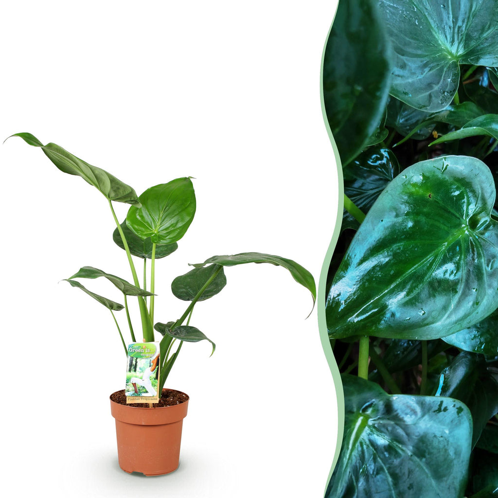 Green BoutiQ - Le vert, c'est... Plantes d'intérieur - Alocasia Cucullata - Main de Bouddha - Entretien facile - Vert - 1 plante - Pot 17cm - Hauteur 60-65cm