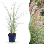 Green boutiQ - Gräser - Miscanthus sin. Morning Light - Pampasgras - Mit Rispen - Silber - 6 Pflanzen - Topf 11cm - Höhe 15-25cm