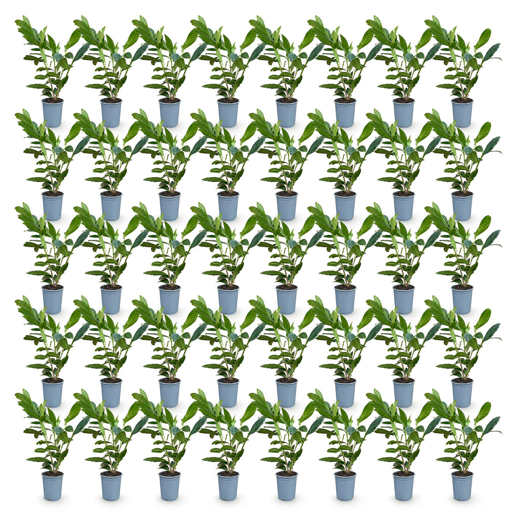Green boutiQ - 40x Prunus laur. Caucasica - Laurierkers - Haagplanten - Groenblijvend - Groen - Pot 9cm - Hoogte 25-35cm
