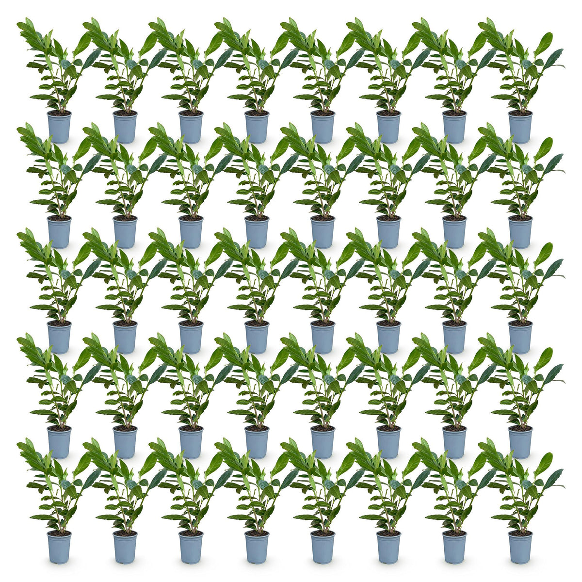 Green boutiQ - 40x Prunus laur. Caucasica - Laurierkers - Haagplanten - Groenblijvend - Groen - Pot 9cm - Hoogte 25-35cm