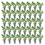 Green boutiQ - 40x Prunus laur. Caucasica - Laurierkers - Haagplanten - Groenblijvend - Groen - Pot 9cm - Hoogte 25-35cm