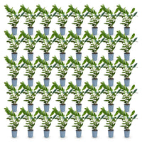 Green boutiQ - 40x Prunus laur. Caucasica - Laurierkers - Haagplanten - Groenblijvend - Groen - Pot 9cm - Hoogte 25-35cm