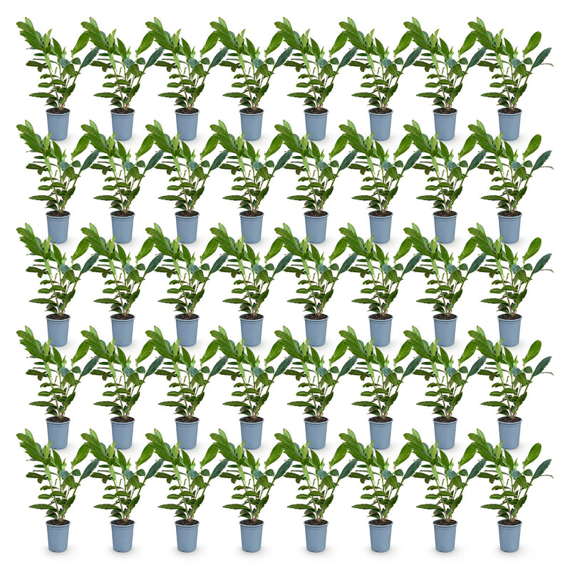 Green boutiQ - 40x Prunus laur. Caucasica - Laurierkers - Haagplanten - Groenblijvend - Groen - Pot 9cm - Hoogte 25-35cm