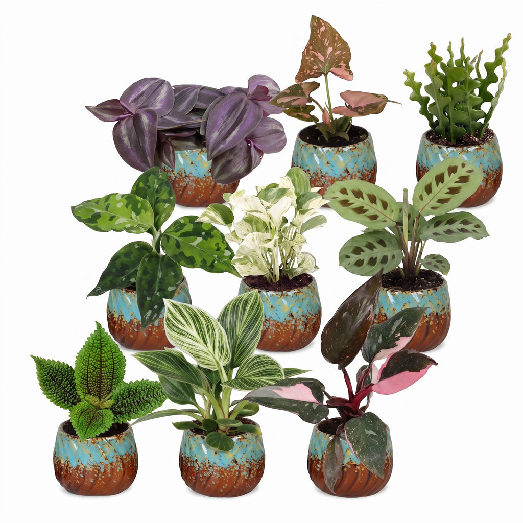 9x Baby Plants Surprise Box - Baby Plants Surprise Box - Various colours - Tropical - incl. Copper Reef - Ø6cm - ↕5-15cm