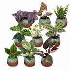 9x Baby Plants Surprise Box - Baby Plants Surprise Box - Various colours - Tropical - incl. Copper Reef - Ø6cm - ↕5-15cm