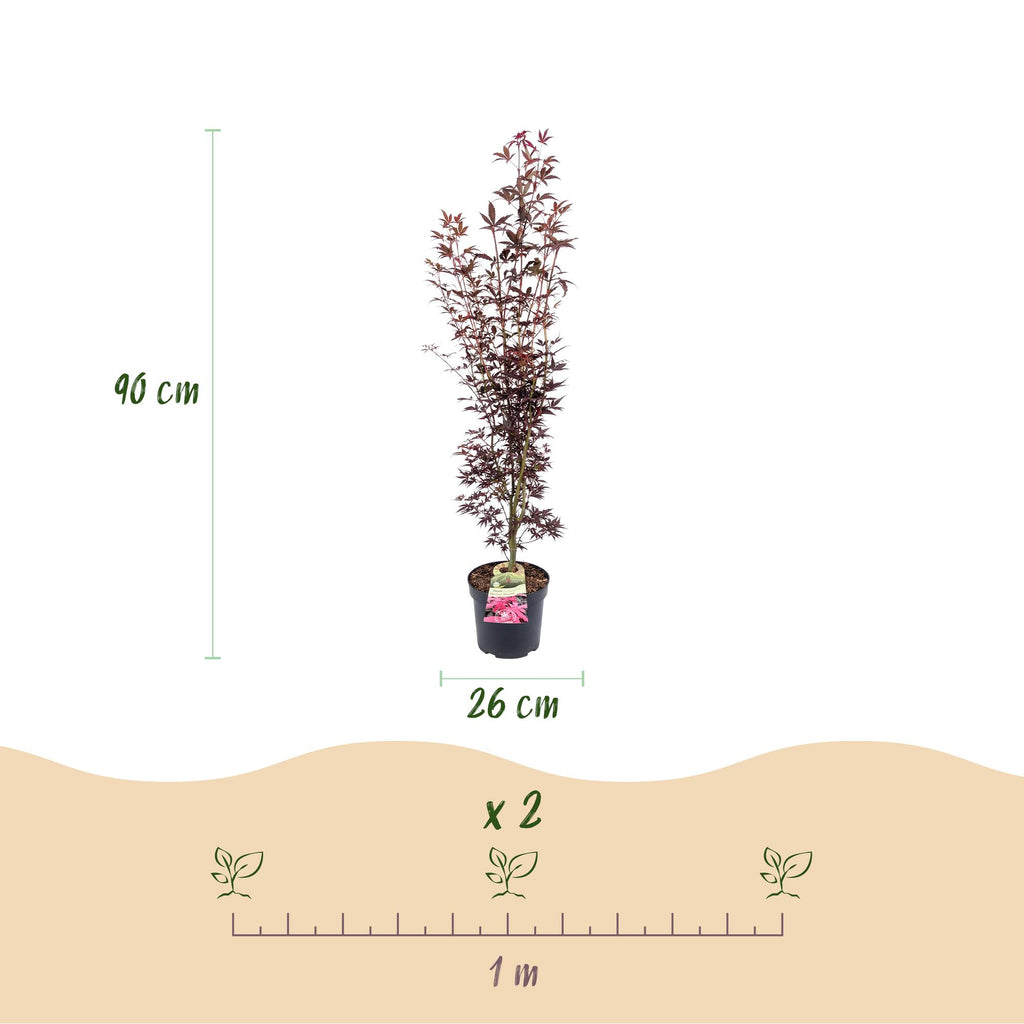 Green boutiQ - Gartenpflanze - Acer palmatum Atropurpureum - Japanischer Ahorn - Laubabwerfend - Purpur - 1 - Topf 26cm - Höhe 90cm