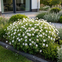 Green boutiQ - Vasteplant - Geranium sang. Album - Ooievaarsbek - Bodembedekkend - Wit - 3 Planten - Pot 11cm - Hoogte 15-25cm