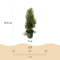 Green boutiQ - Haagplanten - Thuja occidentalis Smaragd - blad groen - 8 planten - 1 strekkende meter - groenblijvend - pot 9cm hoogte 30cm