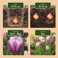 96x Tulipa Macron mix - Tulp Macron mix - Diversen - Voorjaarsbloeier - Bolmaat 11/12