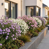 Green boutiQ - Vasteplant - Aster Tricolour - Zee Aster - Bijen en Vlinderlokkers - Paars - Roze - Wit - 6 Planten - Pot 11cm - Hoogte 15-25cm