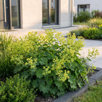 Green boutiQ - Stauden - Alchemilla mollis - Frauenmantel - Bodendeckend - Gelb - 24 Pflanzen - Topf 11cm - Höhe 15-25cm