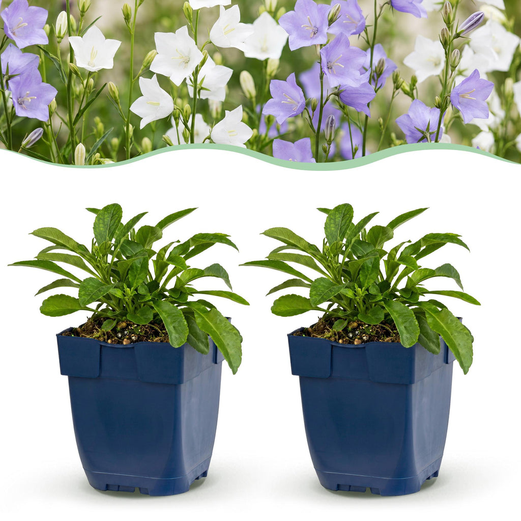 Green boutiQ - Stauden - Campanula persicifolia Duo - Pfirsichblättrige Glockenblume - Bienen- und Schmetterlingsmagnet - Blau - Weiß - 12 Pflanzen - Topf 11cm - Höhe 15-25cm