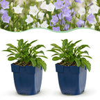 Green boutiQ - Stauden - Campanula persicifolia Duo - Pfirsichblättrige Glockenblume - Bienen- und Schmetterlingsmagnet - Blau - Weiß - 12 Pflanzen - Topf 11cm - Höhe 15-25cm