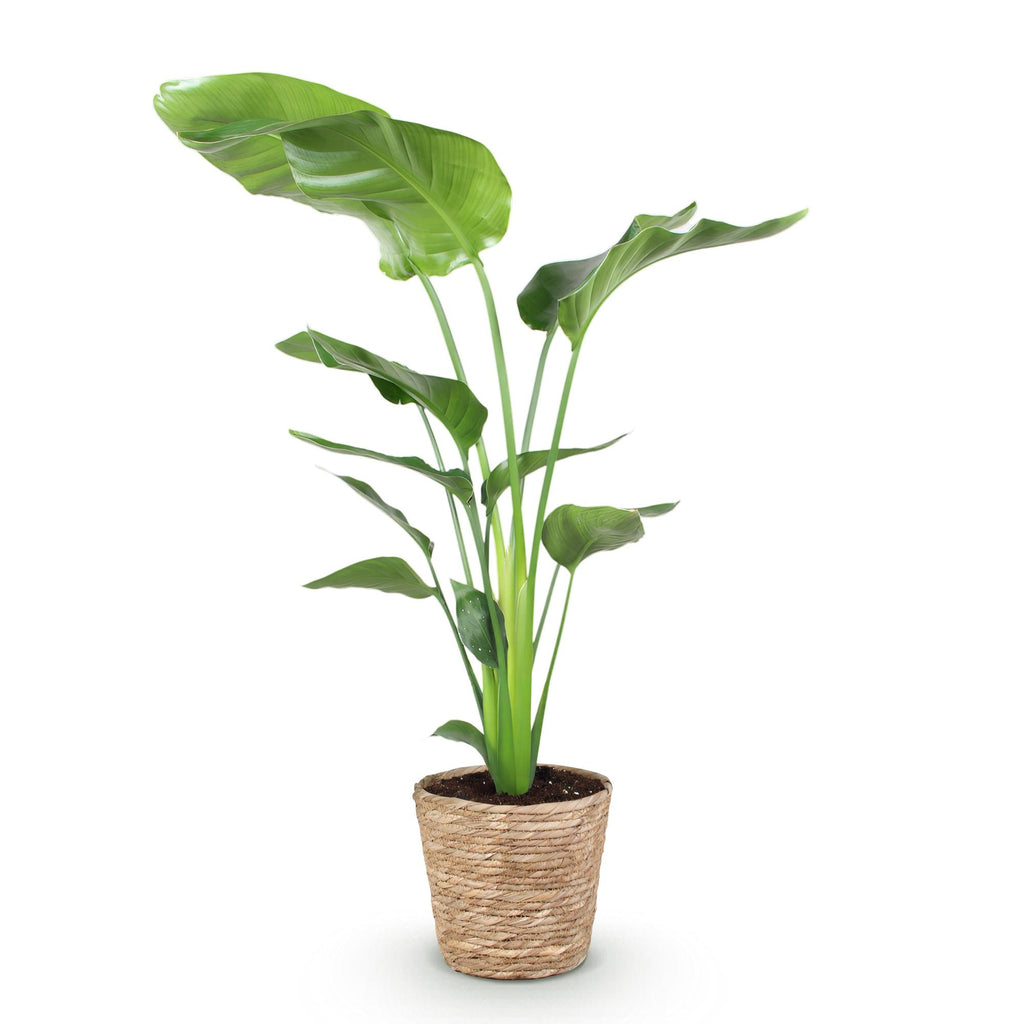 Green BoutiQ - Green is... Plantes d'intérieur - Strelitzia Nicolai - Oiseau de paradis - Peu d'entretien - avec panier - Vert - 1 plante - Pot 21cm - Hauteur 110-120cm