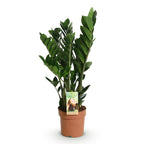 Green BoutiQ - Le vert, c'est... Plantes d'intérieur - Zamioculcas - Plante ZZ - Peu d'entretien - Vert - 1 plante - Pot 17cm - Hauteur 65-75cm