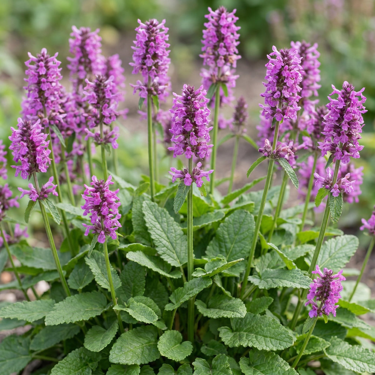 Green boutiQ - Perennial - Stachys mon. Hummelo - Lamb's Ear - Bee and Butterfly Attractors - Purple - 1 Plant - Pot 11cm - Height 15-25cm