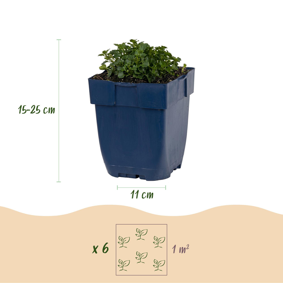 Green boutiQ - Plante vivace - Campanula portenschlagiana - Campanule à feuilles de pêcher - Couvre-sol - Rose - 24 Plantes - Pot 11cm - Hauteur 15-25cm