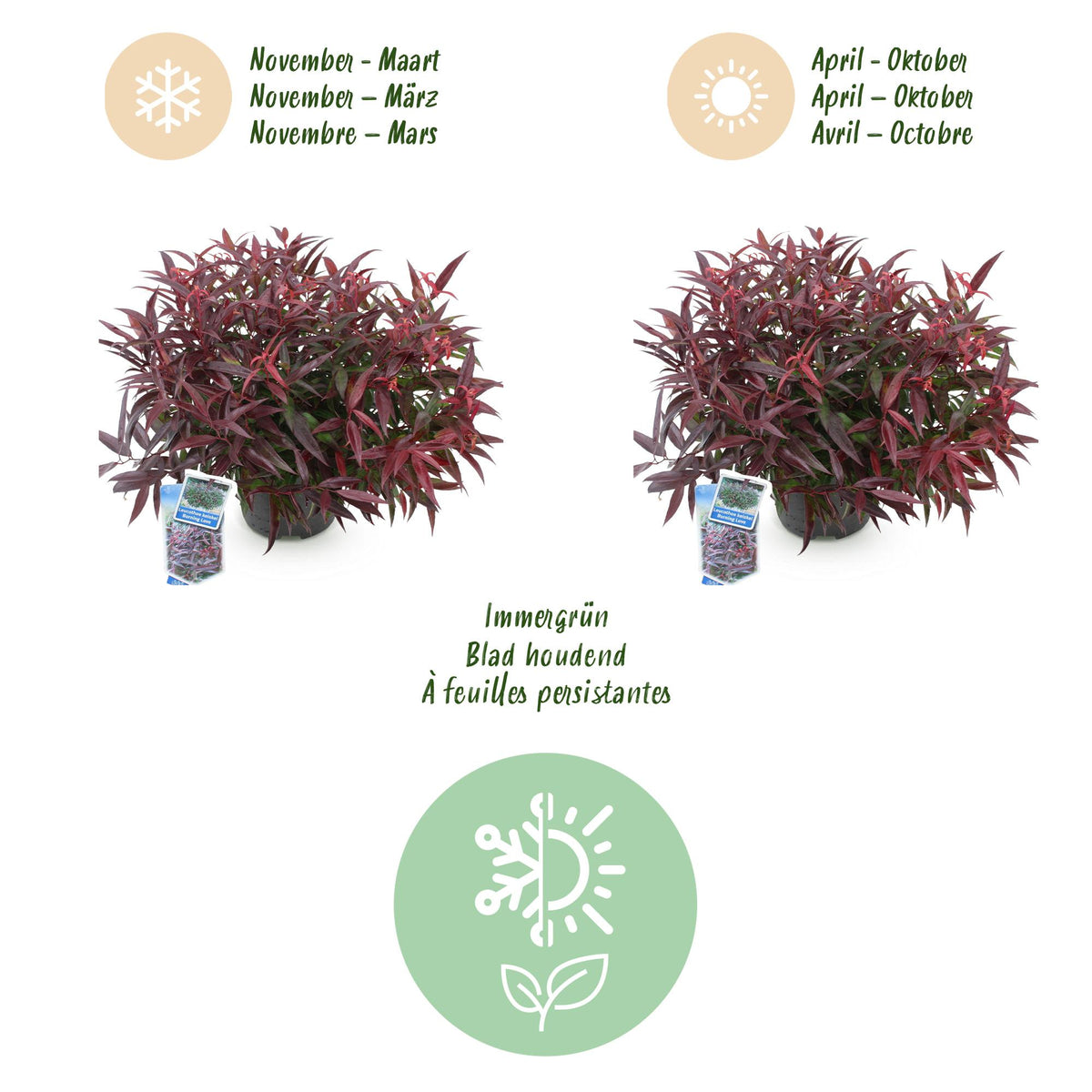 Green boutiQ - Gartenpflanze - Leucothoe Burning Love - Rot - 2 Pflanzen - Immergrün - Pflegeleicht - Topf 17cm Höhe 45cm