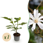 Green boutiQ - Plante de jardin - Magnolia stellata - Fleur blanche - 3 plantes - Caduc - Peu d'entretien - Pot 12 cm Hauteur 30 cm