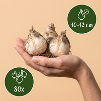 80x Allium Siculum - Siciliaanse honingklokje - Crème en Roze - Zomerbloeier - Bolmaat 10/12