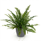 Green boutiQ - Zimmerpflanze - Nephrolepsis exaltata Green Lady - Farn - Haustierfreundliche Pflanze - Grün - 1 Pflanze - mit Topf Grau - Topf 12cm - Höhe 25cm