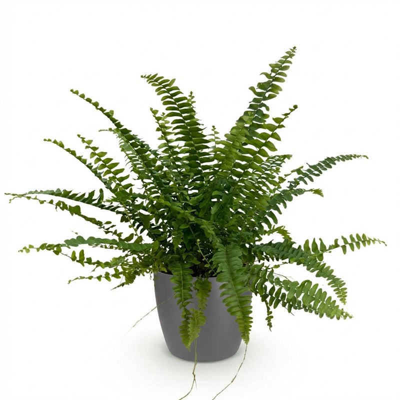 Green boutiQ - Kamerplant - Nephrolepsis exaltata Green Lady - Varen - Huisdiervriendelijke Plant - Groen - 1 Plant - met Potter Grijs - Pot 12cm - Hoogte 25cm
