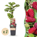 Green boutiQ - Obstpflanze - Rubus Thornless Loganberry - Brombeere - Winterhart - Rote Frucht - 2 Pflanzen - Topf 15cm - Höhe 50cm
