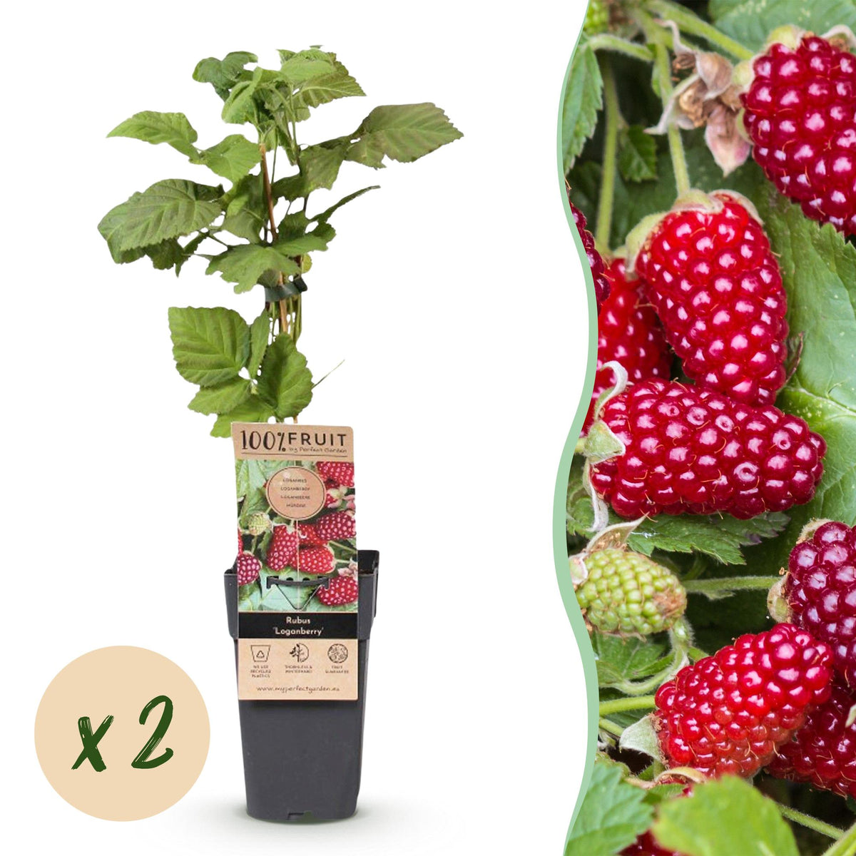 Green boutiQ - Fruitplant - Rubus Thornless Loganberry - Braamboos - Winterhard - Rode Vrucht - 2 Planten - Pot 15cm - Hoogte 50cm