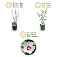 Green boutiQ - Heesters - Hibiscus syriacus Red Heart  - Bloem Wit Met Rood Hart - 1 Plant - Bladverliezend - Weinig Onderhoud - Pot 17cm Hoogte 45cm