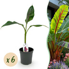 Green boutiQ - Plante fruitière - Bananier - Musa sikkimensis Red Tiger - Rustique - 6 plantes - Pot 17cm Hauteur 40cm