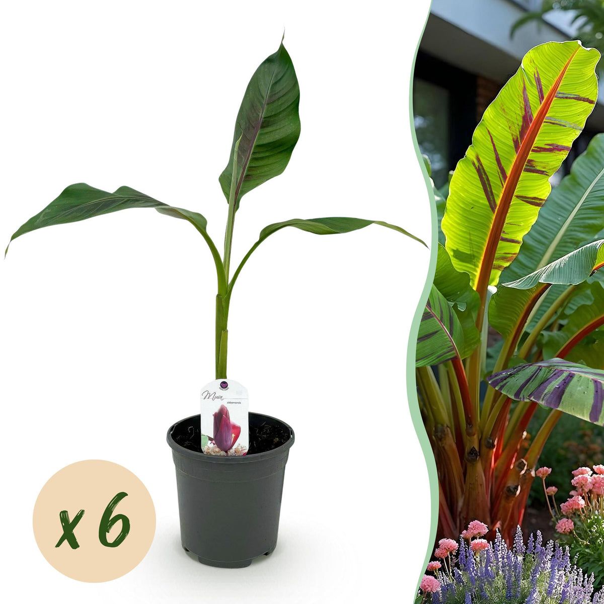 Green boutiQ - Plante fruitière - Bananier - Musa sikkimensis Red Tiger - Rustique - 6 plantes - Pot 17cm Hauteur 40cm