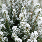2x Picea glauca Conica - Dwarf Alberta Spruce - Green - White - Christmas tree - incl. jute bag - Ø17cm - ↕65cm