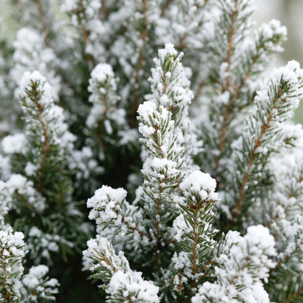 2x Picea glauca Conica - Dwarf Alberta Spruce - Green - White - Christmas tree - incl. jute bag - Ø17cm - ↕65cm