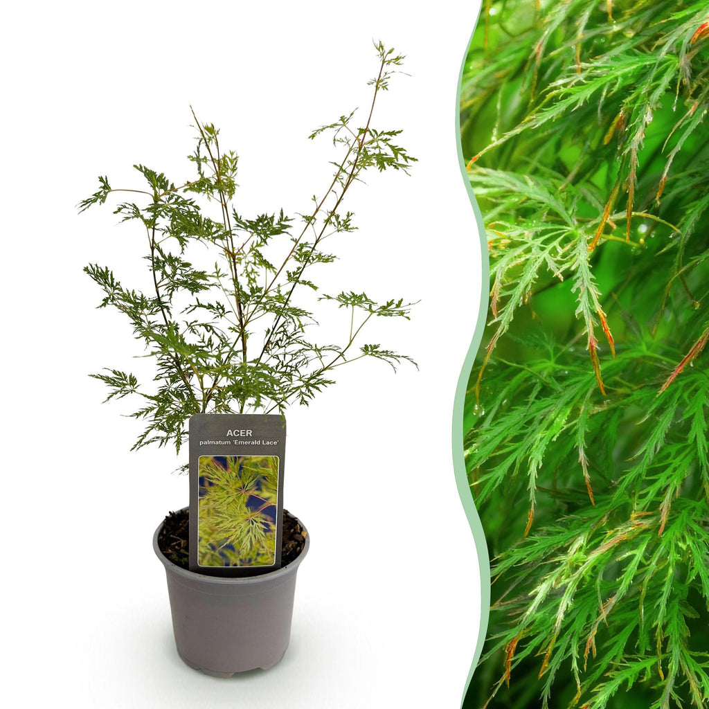 Green boutiQ - Plante de jardin - Acer palmatum Emerald Lace - Vert - 1 Plante - Caduc - Peu d'entretien - Pot 12cm Hauteur 35cm