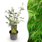 Green boutiQ - Plante de jardin - Acer palmatum Emerald Lace - Vert - 1 Plante - Caduc - Peu d'entretien - Pot 12cm Hauteur 35cm