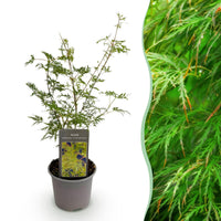 Green boutiQ - Tuinplant - Acer palmatum Emerald Lace - Groen - 1 Plant - Bladverliezend - Weinig Onderhoud - Pot 12cm Hoogte 35cm