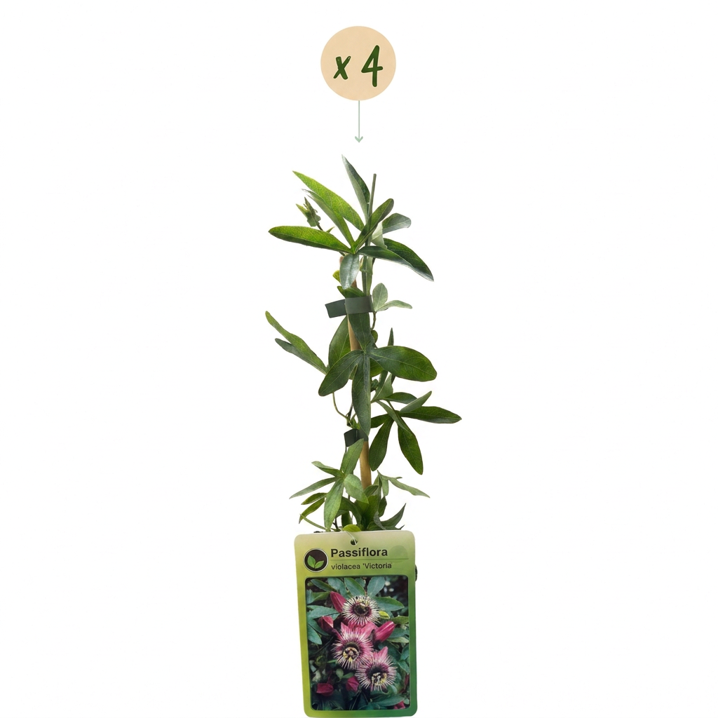 4x Passiflora Victoria - Victoria passionflower - Red - Pink - Climber - Ø9cm - ↕35cm