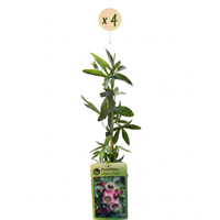 4x Passiflora Victoria - Victoria passionflower - Red - Pink - Climber - Ø9cm - ↕35cm