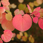 Green boutiQ - Gartenpflanze - Cercidiphyllum japonicum - Grün 1 Pflanze - Laubabwerfend - Pflegeleicht - Topf 12cm Höhe 35cm