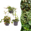 3x Baby Peperomia Mix - Green - Red - Tropical - Ø6cm - ↕5-15cm