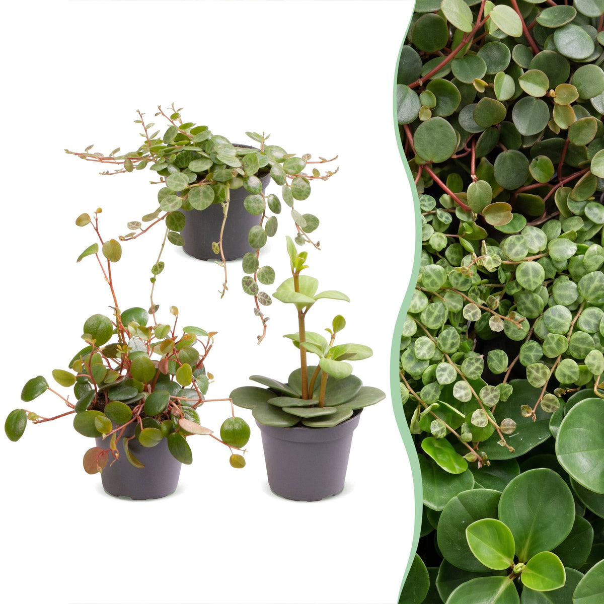 3x Baby Peperomia Mix - Green - Red - Tropical - Ø6cm - ↕5-15cm