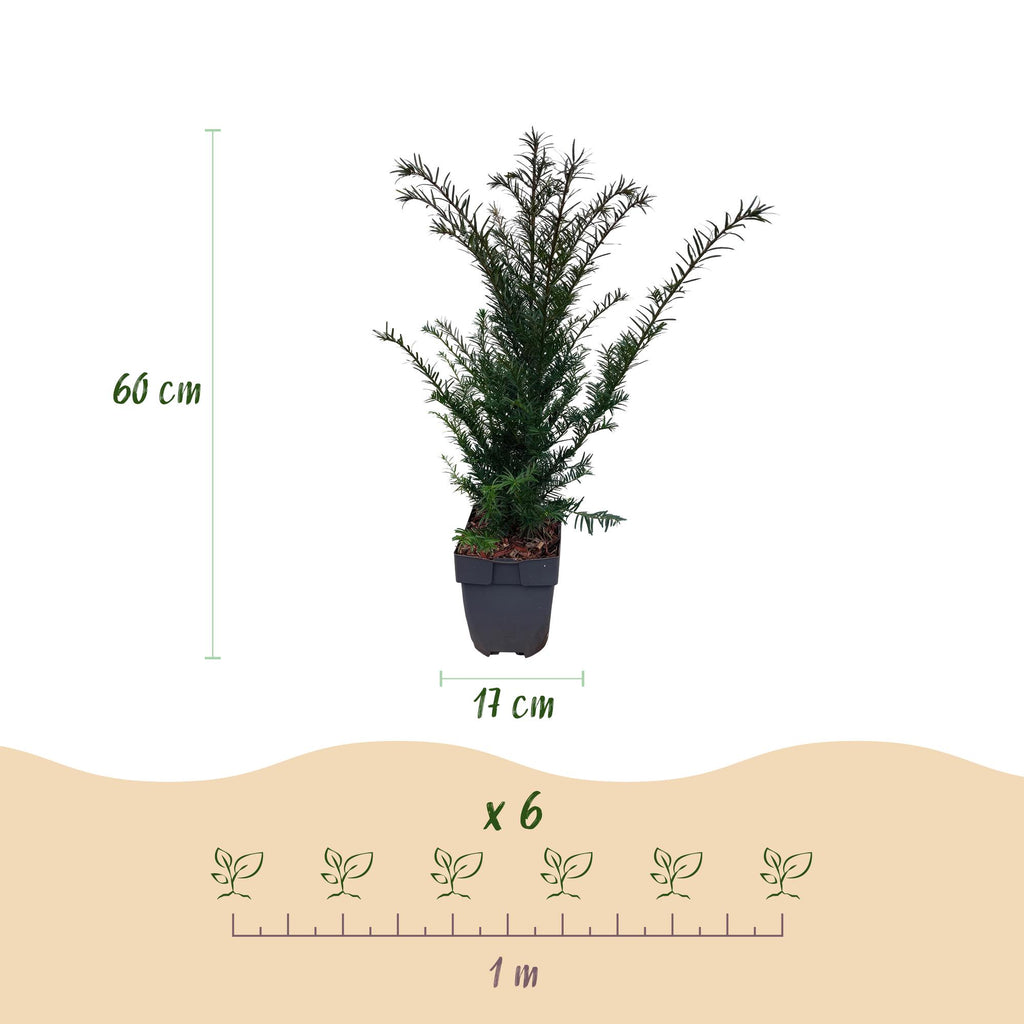 Green boutiQ - Plantes de haies - Taxus baccata - feuillage vert - 6 plantes - 1 mètre linéaire - persistant - pot 17 cm hauteur 60 cm