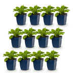 Green boutiQ - Stauden - Digitalis purp. Gloxiniiflora - Fingerhut - Schatten - Weiß-Rosa - 12 Pflanzen - Topf 11cm - Höhe 15-25cm