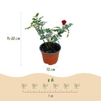 Green boutiQ - Rosier - Rosa Rote The Fairy - Rose - Rustique - Rouge - 3 Plantes - Pot 12cm - Hauteur 20-25cm