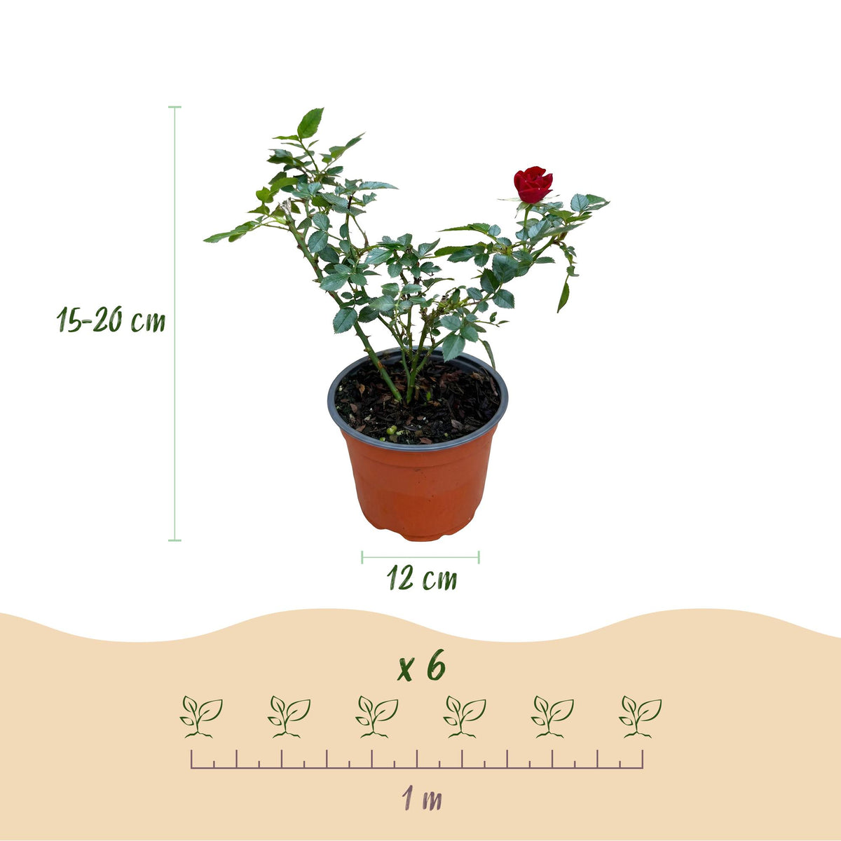 Green boutiQ - Rosier - Rosa Rote The Fairy - Rose - Rustique - Rouge - 3 Plantes - Pot 12cm - Hauteur 20-25cm