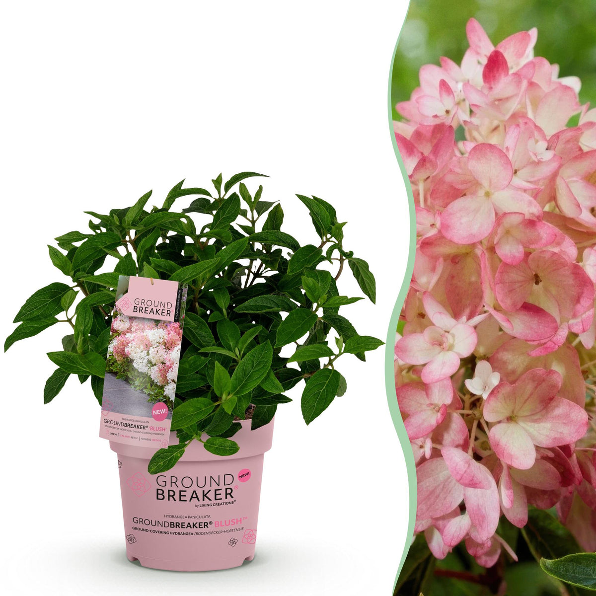 Green boutiQ - Tuinplant - Hydrangea panniculata Groundbreaker Blush - Pluimhortensia - Winterhard - Roze - 1 Plant - Pot 14cm - Hoogte 20-25cm